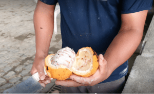 Cacao y chocolate de Brasil: ¿el gigante se tambalea?